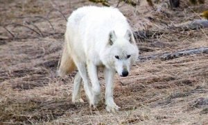 ignis-natura-animales-lobo-blanco.jpg