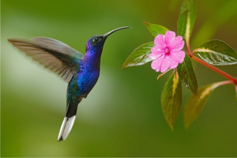 Colibri mensaje espiritual