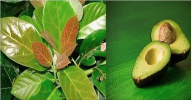 ignis-natura-salud-hoja-de-aguacate.jpg