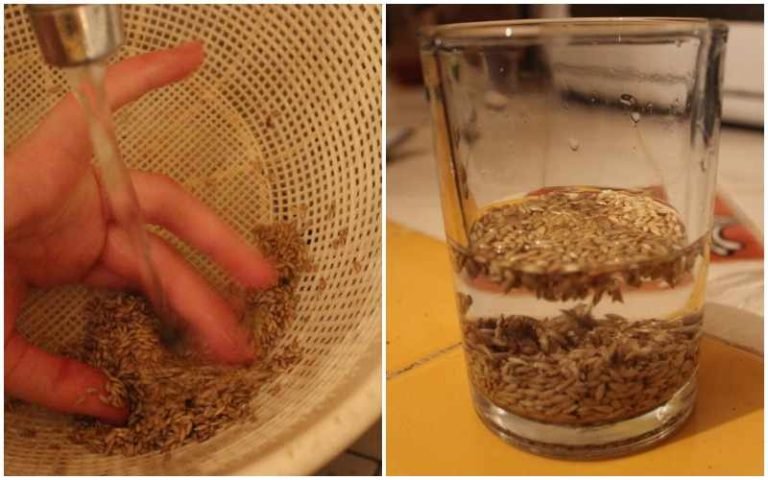 Como hacer leche de alpiste casera