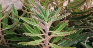 Kalanchoe