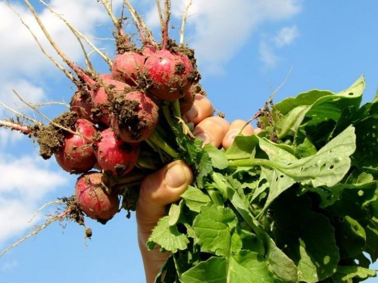 La ONU propone la agricultura organica como la mejor forma de alimentar al mundo