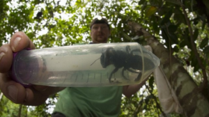 Abeja