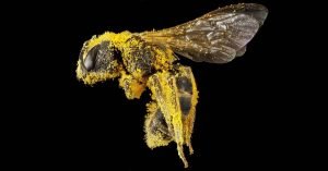 abeja