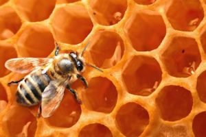 Abeja miel salud