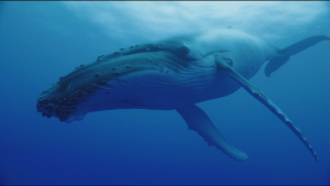 Cachalot whale 111286.jpg