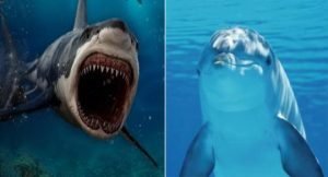 Delfin
