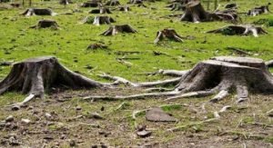 El problema de la tala indiscriminada de arboles en los bosques 55