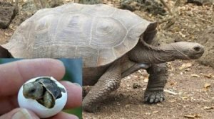 Nacieron tortugas en islas galapagos luego de un s 795097 jpg 604x0