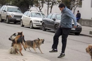 Perro atacar persona