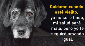 mision-espiritual-perro