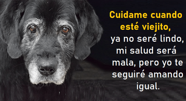 mision-espiritual-perro