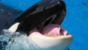 Orca