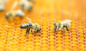 Abeja