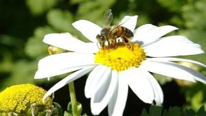 abejas