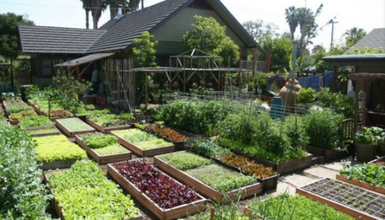 Una familia cultiva sus alimentos para todo el año en su patio trasero
