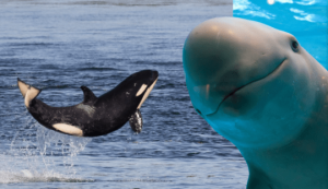 Ballenas