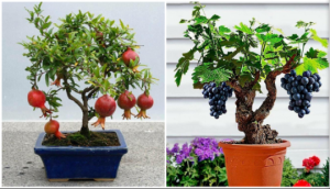 Bonsai