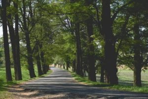 Caminar bajo los arboles reduce estres parque