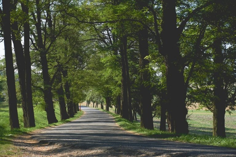 Caminar bajo los arboles reduce estres parque