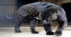 Leopardo negro