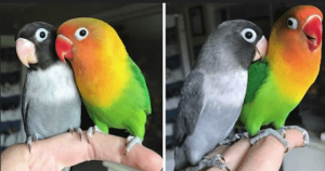 Loros