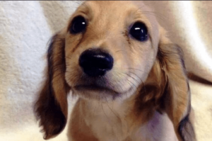 Ojos