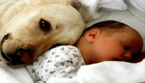 Perro