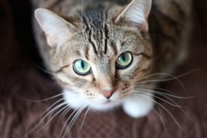Ignis natura animales gato mision espiritual