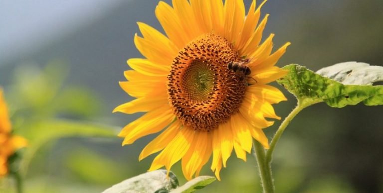 Sunflower 863938 960 720 850x429