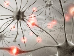 Cerebro sano
