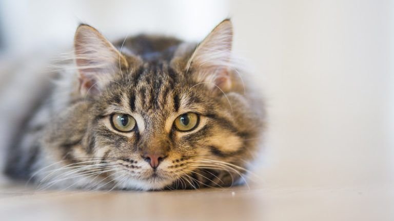 Gato