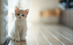 Gatos