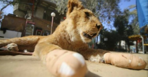 Leones