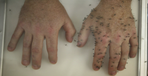 Mosquitos