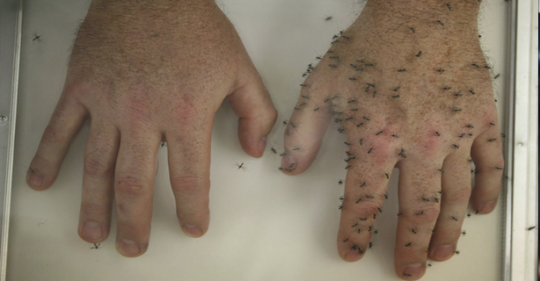 6 formas naturales de mantener a los mosquitos alejados de tu cuerpo