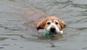 Perrito limpia río