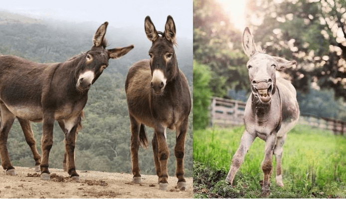 Existe un santuario para burros rescatados que están en peligro de extinción