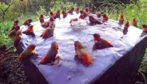 30 colibries bano
