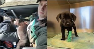 perrito