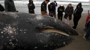 Cnn ballena sf