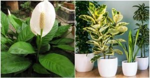 plantas