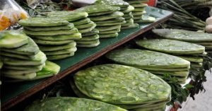 nopal