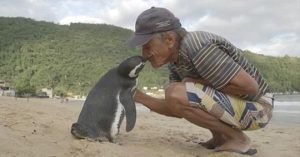 pingüino