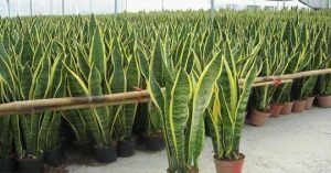 Ignis natura noticias plantas