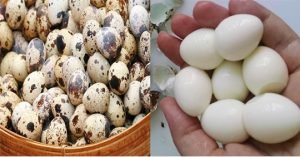 ignisnatura-salud-huevos-codorniz-beneficios-del-huevo.jpg