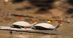 ignisnatura-naturaleza-tortugas-mariposas.jpg