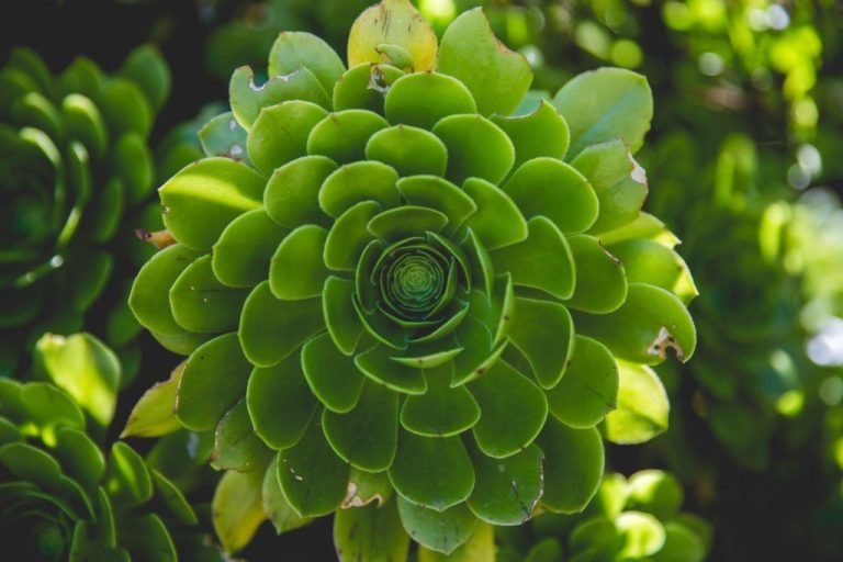 plantas