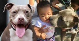 pitbull