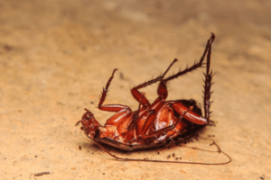 cucaracha